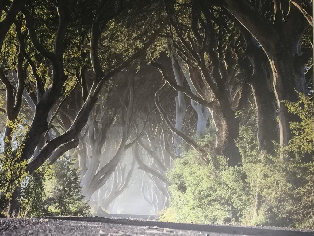 Dark Hedges Cottage Балликасл Экстерьер фото
